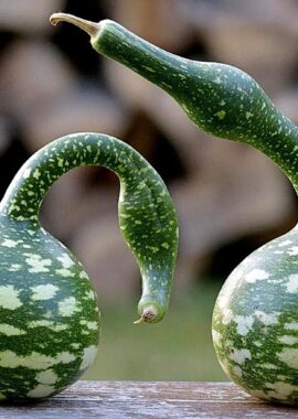 Conquête du marais des gourdes